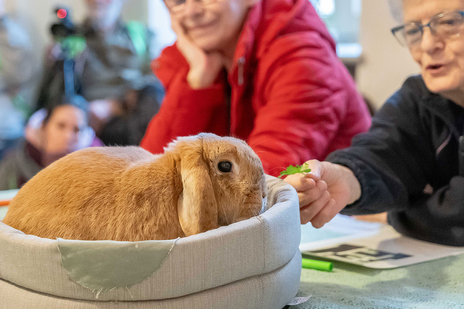 CR_03 CORSO BASE GATTO E CONIGLIO