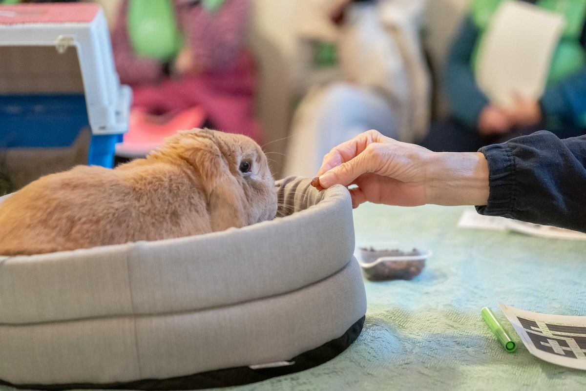 Il coniglio negli Interventi Assistiti con gli Animali (IAA)