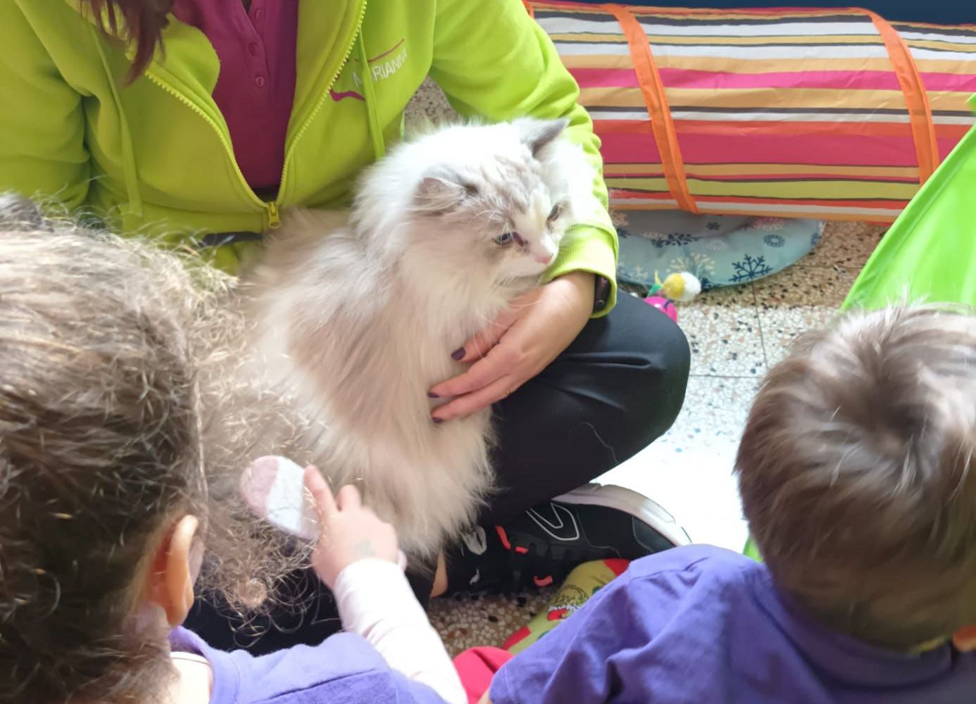 Il gatto negli interventi assistiti con gli animali: un co-terapeuta silenzioso ma potente