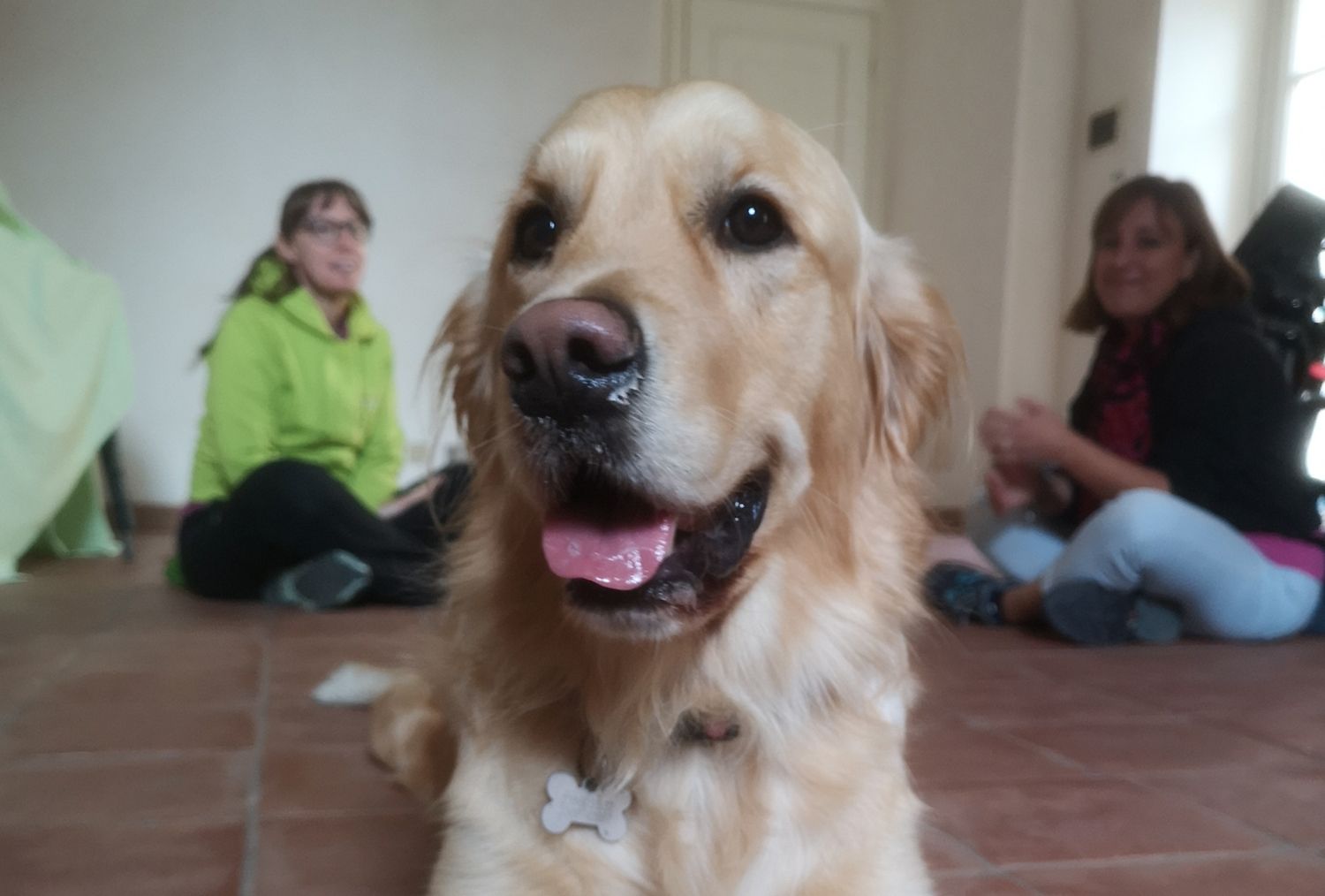 Gli animali negli Interventi Assistiti: come tutelare il loro benessere e garantire interventi di qualità